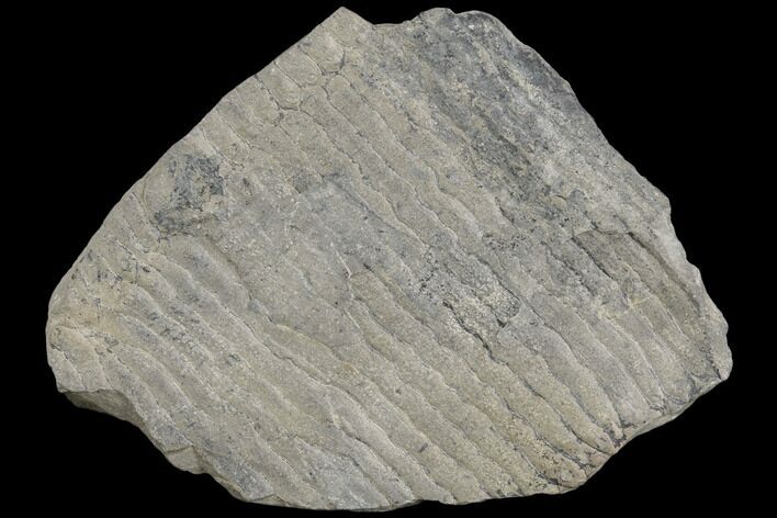 Pennsylvanian Horsetail (Calamites) Fossil - Kentucky #126225